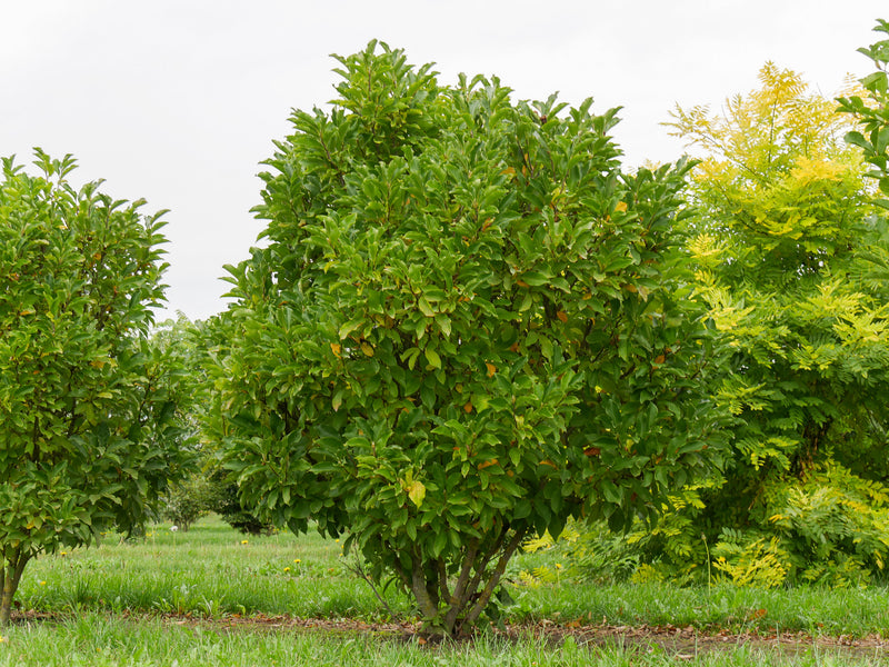 Magnolia Susan