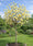 Image to render