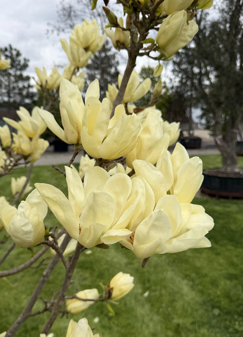 Magnolia Denudata Yellow River en tige