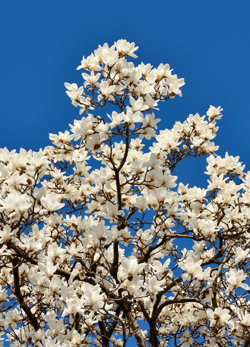 Magnolia Yulan en tige (Denudata Double Diamond)