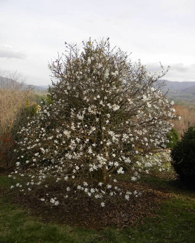 Magnolia à fleurs blanches étoilées (Magnolia Stellata)