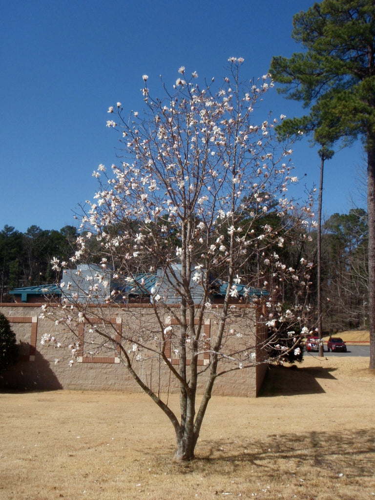 Magnolia à fleurs blanches étoilées (Magnolia Stellata)