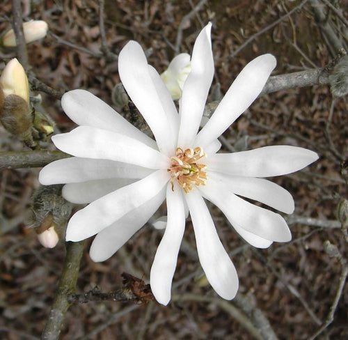 Magnolia à fleurs blanches étoilées en demi-tige (Magnolia Stellata)