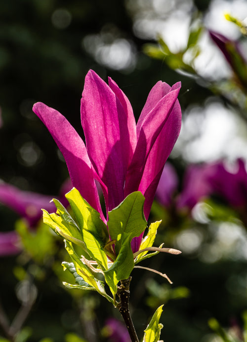 Magnolia Susan en demi-tige