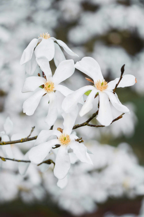 Magnolia à fleurs blanches étoilées (Magnolia Stellata)