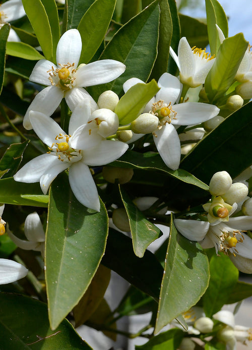 Mandarinier (Citrus Deliciosa)