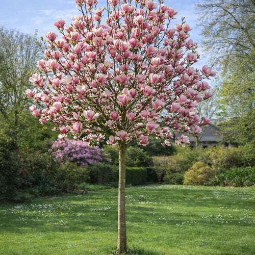 Magnolia de Soulange en demi-tige (Magnolia Soulangeana)