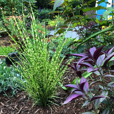 Roseau de Chine (Miscanthus Sinensis "Gold Bar")