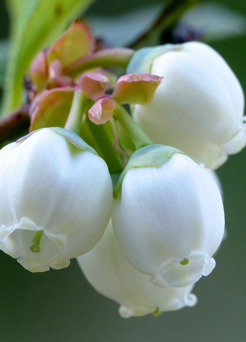 Myrtillier (Vaccinum)