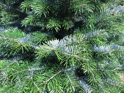 Sapin Nordmann (uniquement en Île de France)