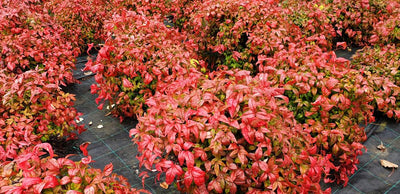 Bambou Sacré (Nandina Domestica)