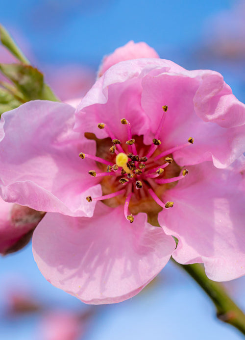 Nectarinier (Prunus persica)