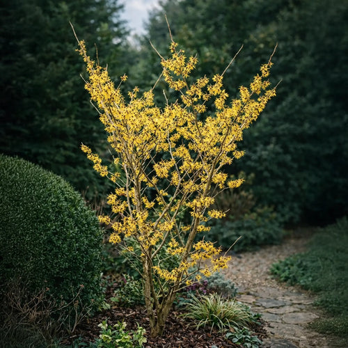 Noisetier des Sorcières Jaune (Hamamelis × intermedia ‘Arnold Promise’)