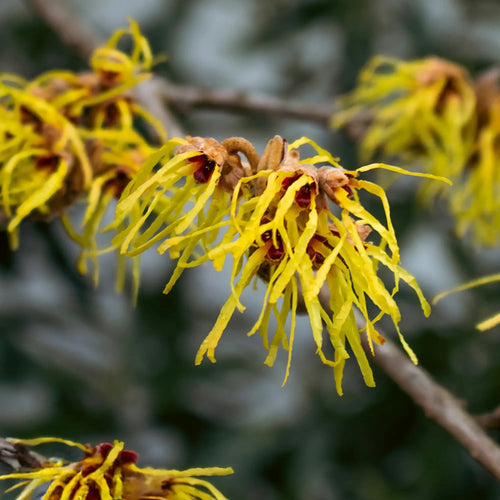 Noisetier des Sorcières Jaune (Hamamelis × intermedia ‘Arnold Promise’)