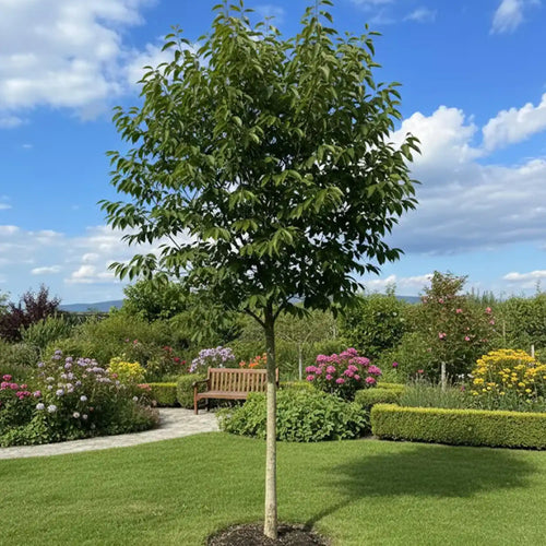 Noyer en demi-tige (Juglans)