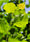 Image to render