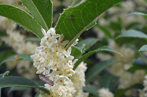 Osmanthe parfumé (Osmanthus Fragrans)