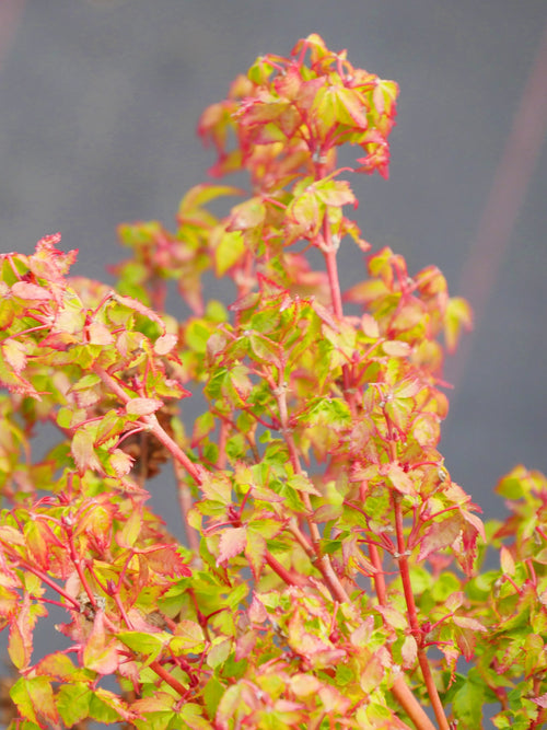 Acer Palmatum 'Little Princess'