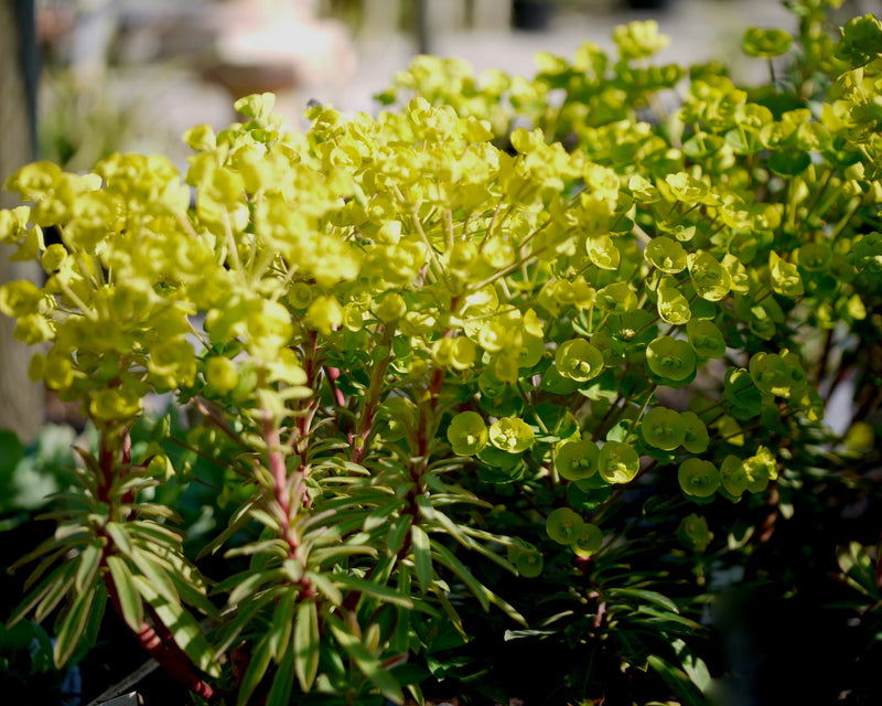 Euphorbe Redwing 'Charam'