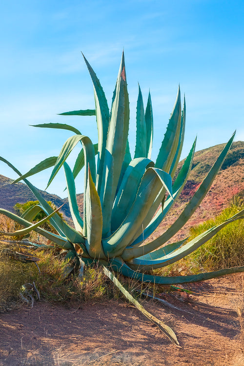 Agave (Agavaceae Americana)