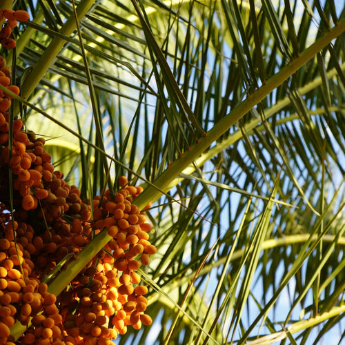 Palmier Abricotier (Butia Capitata)