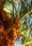 Image to render