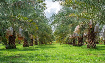 Palmier Phoenix (Phoenix canariensis)