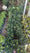 Image to render