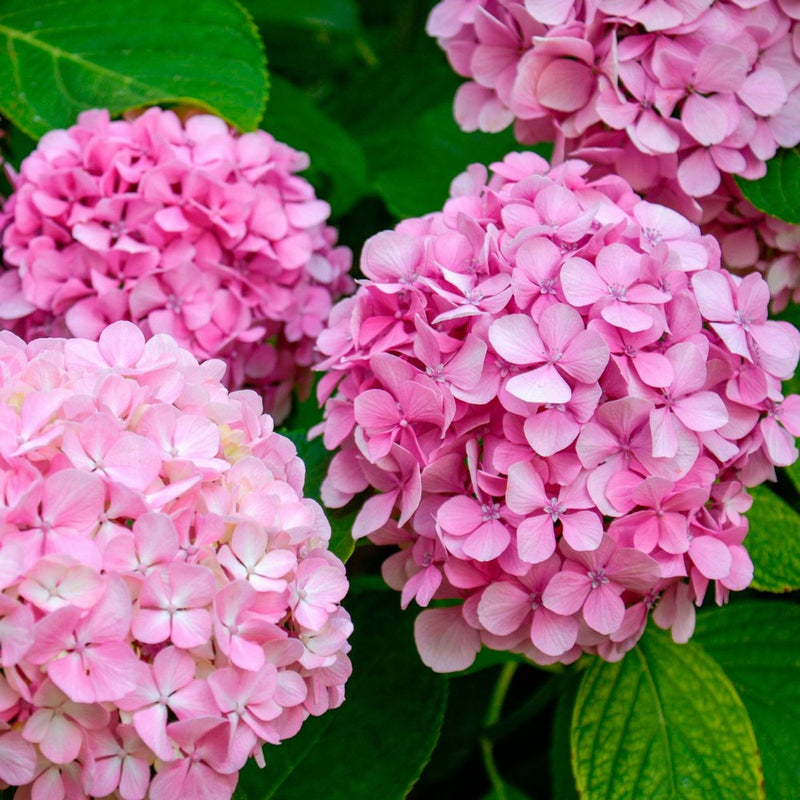 Hortensia (Hydrangea)