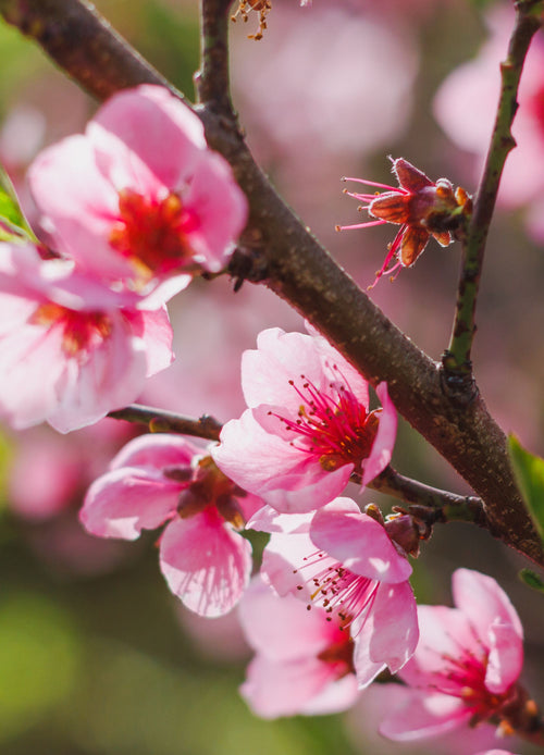 Pêcher (Prunus persica)