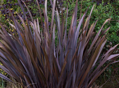 Phormium (Lin de Nouvelle-Zélande)