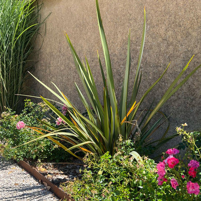 Phormium (Lin de Nouvelle-Zélande)
