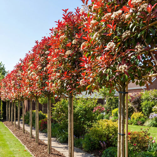 Photinia Red Robin en tige palissé