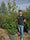 Photinia Red Robin 175/200cm