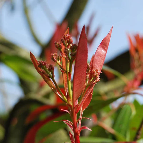 Photinia Red Robin en Tige Troncs Torsadés