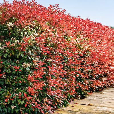 Photinia Red Robin (En touffe)