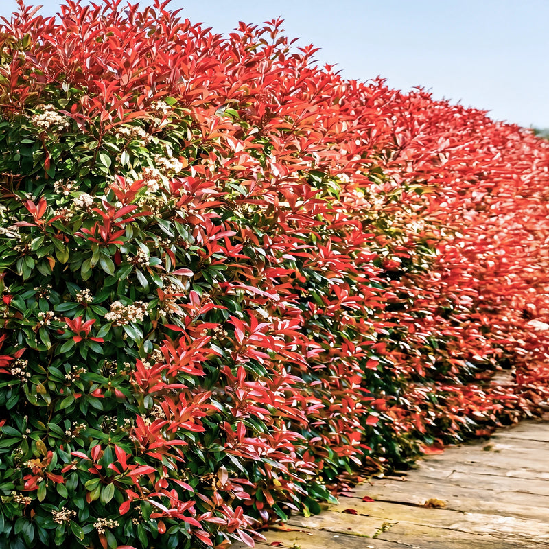 Photinia Red Robin (En touffe)
