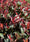 Image to render