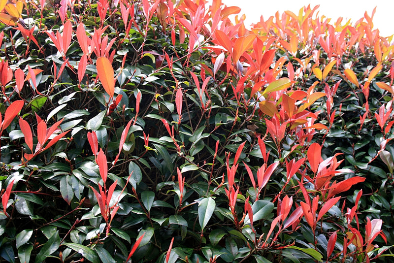 Photinia Fraseri 'Carré Rouge' en cône