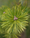 Image to render