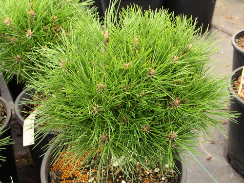 Pin Noir Nain (Pinus Nigra Nana)