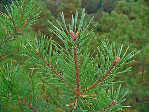 Pin sylvestre 'Repens'