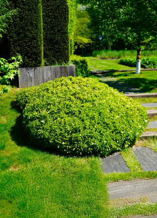Pittosporum de Chine ‘Nana’
