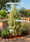 Image to render