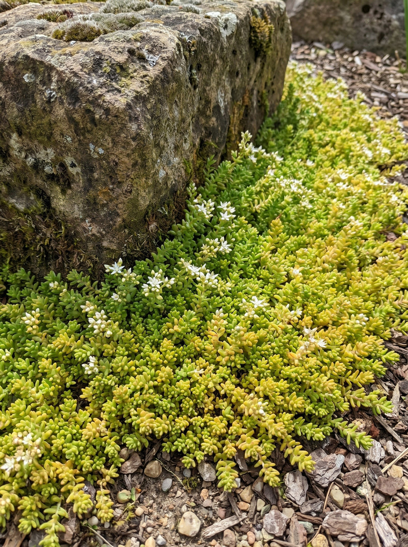 Sedum Coral Carpet