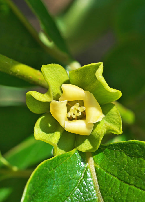 Diospyros Kaki (Plaqueminier)