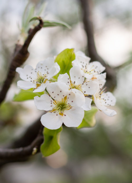 Poirier Beurré Hardy