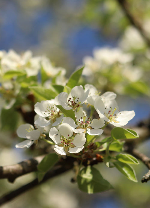 Poirier Bonne Louise