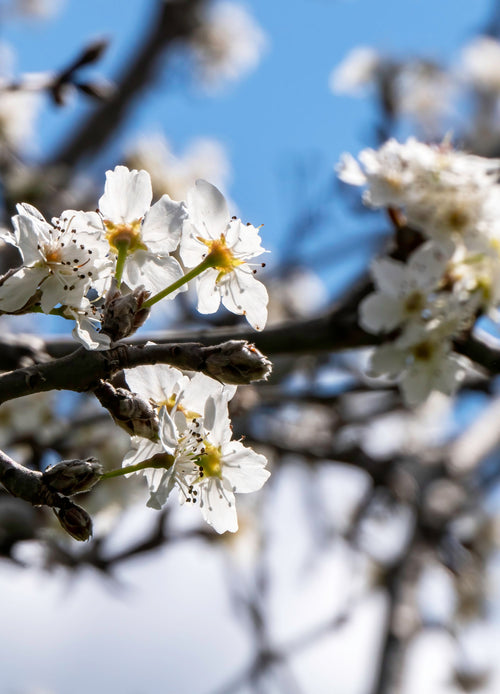 Poirier Doyenne du Comice
