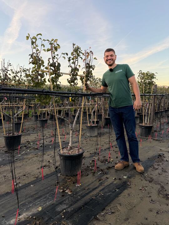 Palissade Poirier 'Williams'